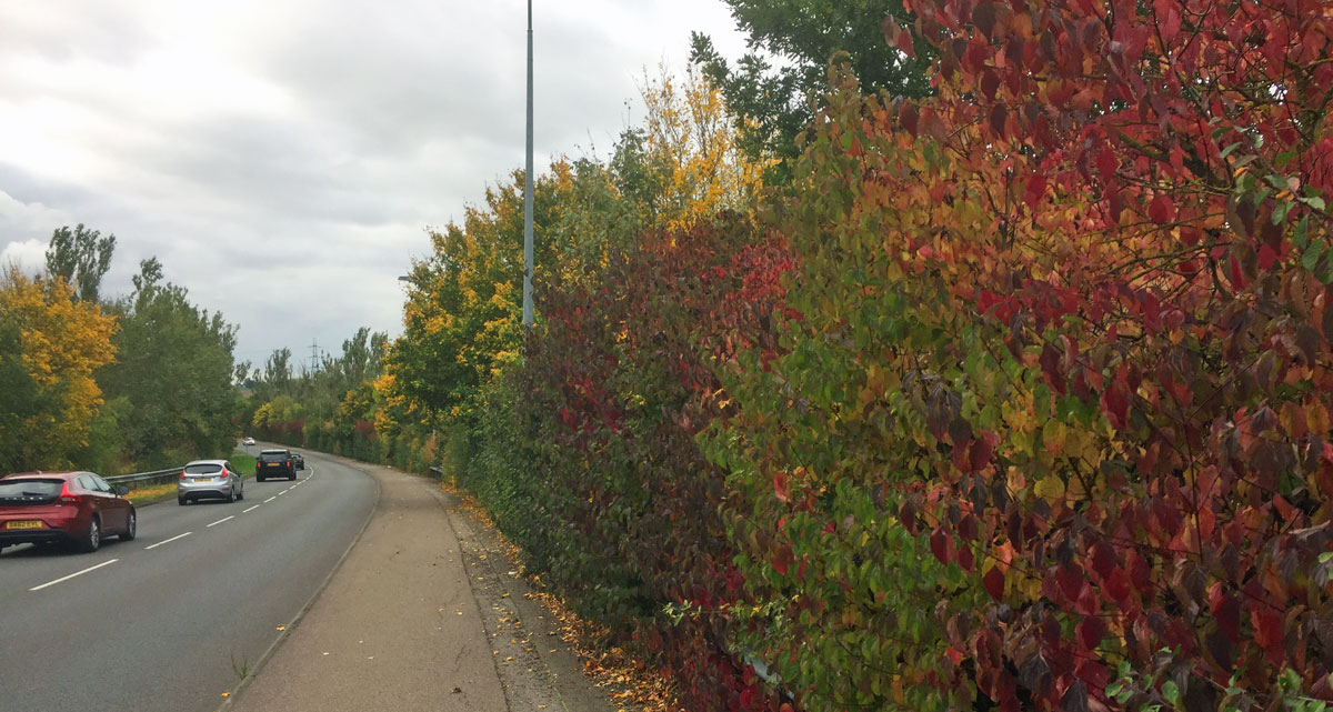 Ferrers Road during autumn in South Woodham Ferrers