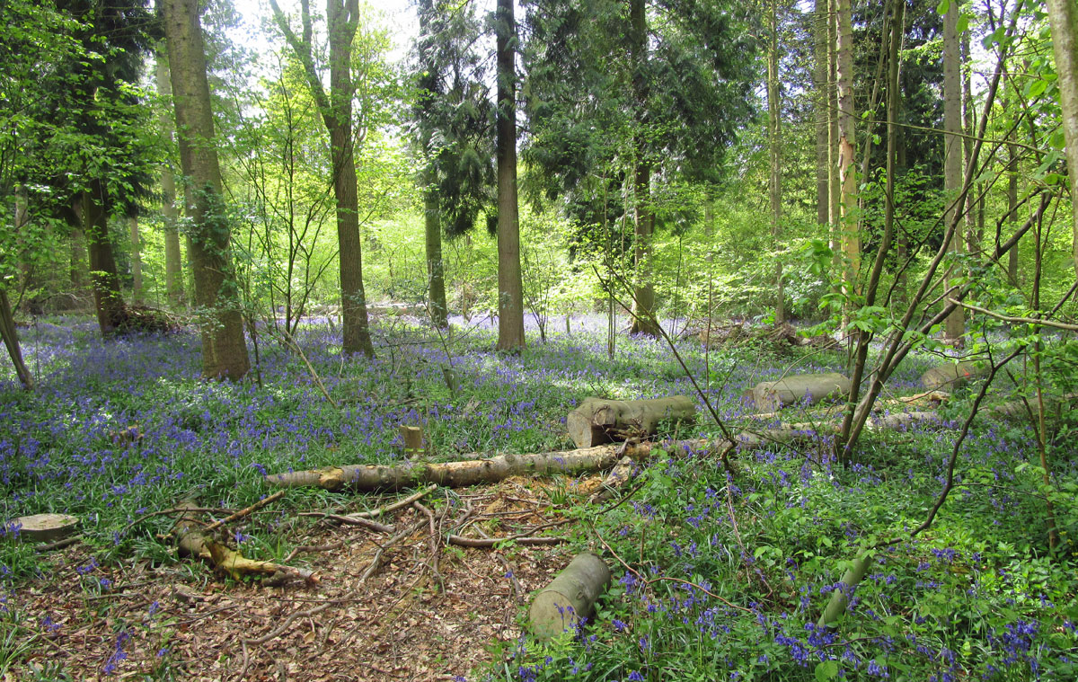 Hanningfield bluebell woods Essex