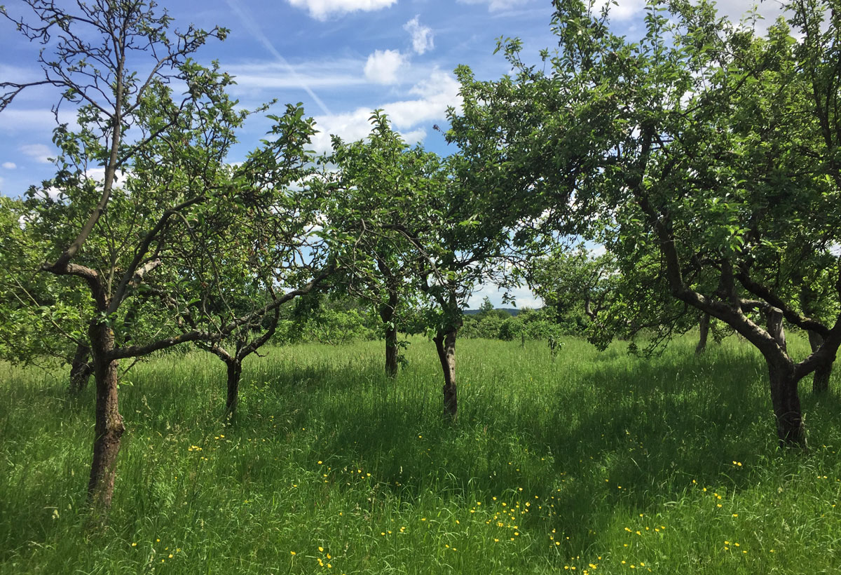 Salthaven Orchard south woodham ferrers