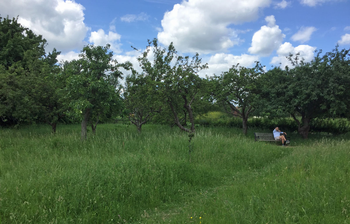 Salthaven Community Orchard South Woodham Ferrers
